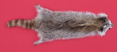 Picture of this lot Tanned Raccoon Hides, Pelts, Skins