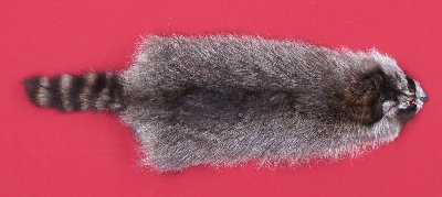 Picture of this lot Tanned Raccoon Hides, Pelts, Skins
