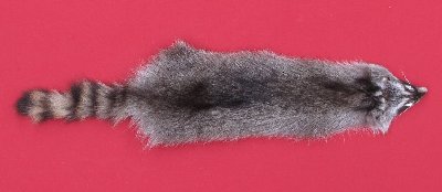 Picture of this lot Tanned Raccoon Hides, Pelts, Skins