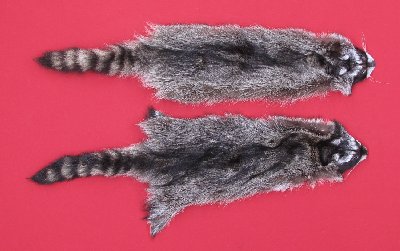 Picture of this lot Tanned Raccoon Hides, Pelts, Skins