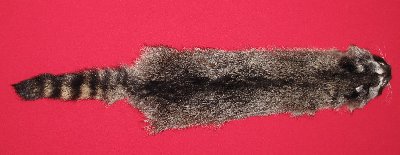 Picture of this lot Tanned Raccoon Hides, Pelts, Skins