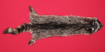 Picture of this lot Tanned Raccoon Hides, Pelts, Skins