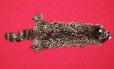 Picture of this lot Tanned Raccoon Hides, Pelts, Skins