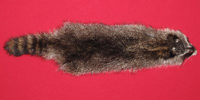 Picture of this lot Tanned Raccoon Hides, Pelts, Skins