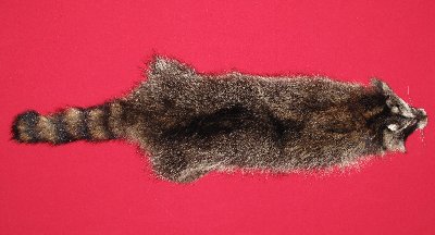 Picture of this lot Tanned Raccoon Hides, Pelts, Skins