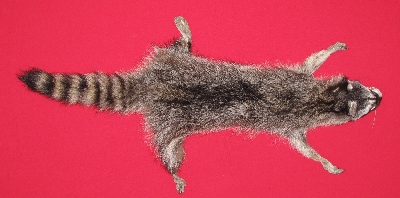 Picture of this lot Tanned Raccoon Hides, Pelts, Skins