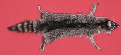 Picture of this lot Tanned Taxidermy Raccoon Hides, Pelts, Skins