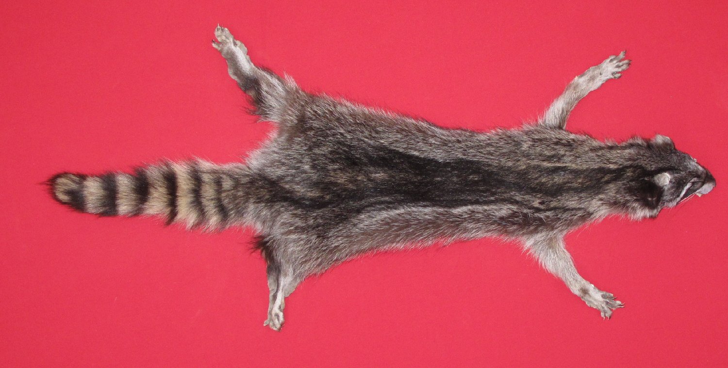 Tanned Furs : Raccoon - Taxidermy Quality (7271-0762) : Hideandfur.com