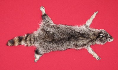 Picture of this lot Tanned Taxidermy Raccoon Hides, Pelts, Skins