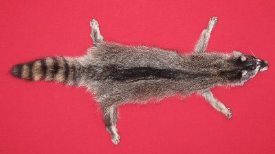 Picture of this lot Tanned Taxidermy Raccoon Hides, Pelts, Skins