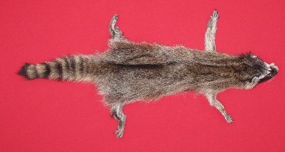 Picture of this lot Tanned Taxidermy Raccoon Hides, Pelts, Skins
