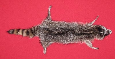 Picture of this lot Tanned Taxidermy Raccoon Hides, Pelts, Skins