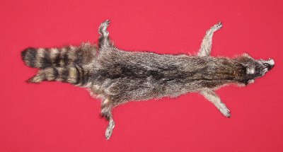 Picture of this lot Tanned Taxidermy Raccoon Hides, Pelts, Skins
