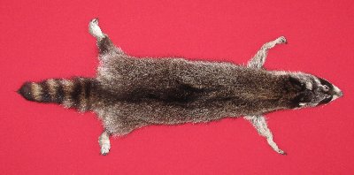 Picture of this lot Tanned Taxidermy Raccoon Hides, Pelts, Skins