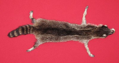 Picture of this lot Tanned Taxidermy Raccoon Hides, Pelts, Skins