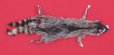 Picture of this lot Tanned Taxidermy Raccoon Hides, Pelts, Skins