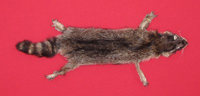 Picture of this lot Tanned Taxidermy Raccoon Hides, Pelts, Skins