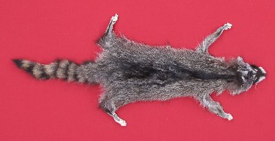 Picture of this lot Tanned Taxidermy Raccoon Hides, Pelts, Skins