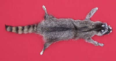 Picture of this lot Tanned Taxidermy Raccoon Hides, Pelts, Skins
