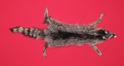 Picture of this lot Tanned Taxidermy Raccoon Hides, Pelts, Skins