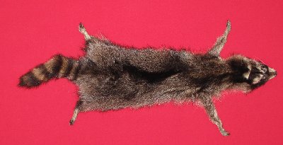 Picture of this lot Tanned Taxidermy Raccoon Hides, Pelts, Skins