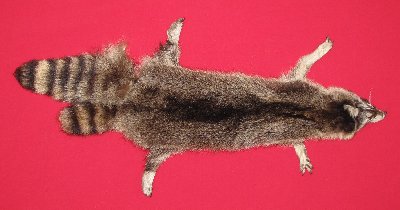 Picture of this lot Tanned Taxidermy Raccoon Hides, Pelts, Skins
