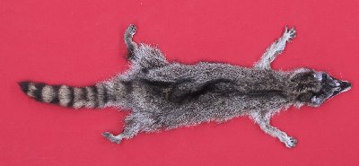 Picture of this lot Tanned Taxidermy Raccoon Hides, Pelts, Skins