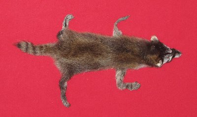Picture of this lot Tanned Taxidermy Raccoon Hides, Pelts, Skins
