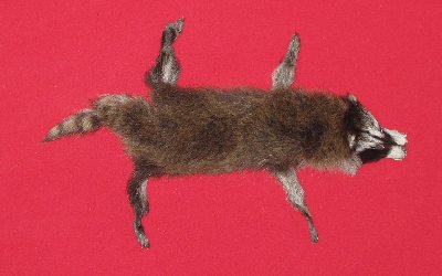 Picture of this lot Tanned Taxidermy Raccoon Hides, Pelts, Skins