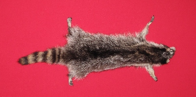 Picture of this lot Tanned Taxidermy Raccoon Hides, Pelts, Skins
