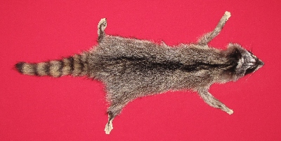 Picture of this lot Tanned Taxidermy Raccoon Hides, Pelts, Skins