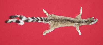 Picture of this lot Tanned Taxidermy Ringtail Cat Hides, Furs, Pelts, Skins