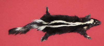 Picture of this lot Tanned Skunk Hides, Furs, Pelts, Skins