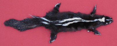 Picture of this lot Tanned Skunk Hides, Furs, Pelts, Skins