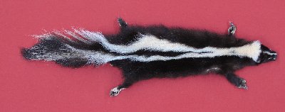 Picture of this lot Tanned Skunk Hides, Furs, Pelts, Skins