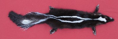 Picture of this lot Tanned Skunk Hides, Furs, Pelts, Skins