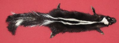 Picture of this lot Tanned Skunk Hides, Furs, Pelts, Skins