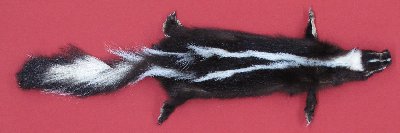 Picture of this lot Tanned Skunk Hides, Furs, Pelts, Skins
