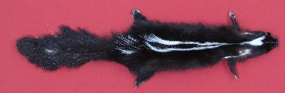 Picture of this lot Tanned Skunk Hides, Furs, Pelts, Skins