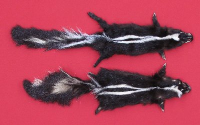 Picture of this lot Tanned Skunk Hides, Furs, Pelts, Skins