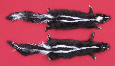 Picture of this lot Tanned Skunk Hides, Furs, Pelts, Skins