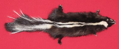 Picture of this lot Tanned Skunk Hides, Furs, Pelts, Skins