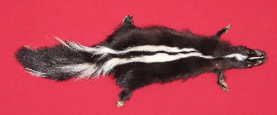 Picture of this lot Tanned Skunk Hides, Furs, Pelts, Skins