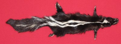 Picture of this lot Tanned Skunk Hides, Furs, Pelts, Skins