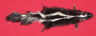 Picture of this lot Tanned Skunk Hides, Furs, Pelts, Skins