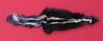 Picture of this lot Tanned Skunk Hides, Furs, Pelts, Skins