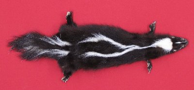 Picture of this lot Tanned Skunk Hides, Furs, Pelts, Skins