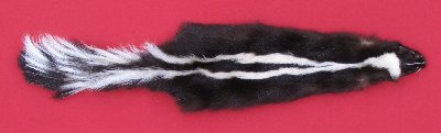 Picture of this lot Tanned Skunk Hides, Furs, Pelts, Skins