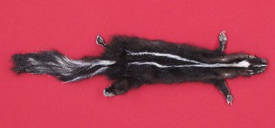 Picture of this lot Tanned Skunk Hides, Furs, Pelts, Skins