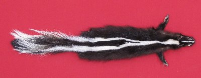 Picture of this lot Tanned Skunk Hides, Furs, Pelts, Skins